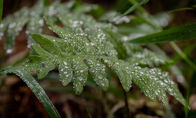 Rain Water Collecting on a Leaf