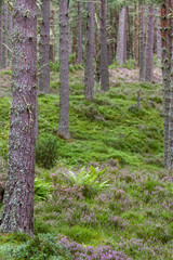 Forest in the Highlands