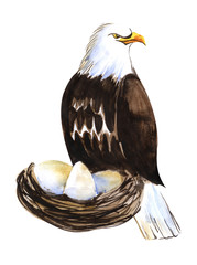Big bird of prey. Large bald eagle on a nest with eggs. Maternity of predators. Hand drawn watercolor sketch illustration on white.