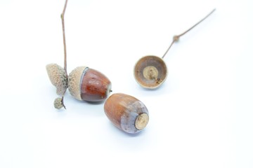 Beautiful acorns located on a white background