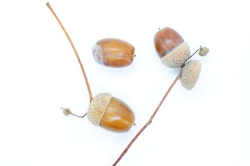 Beautiful acorns located on a white background