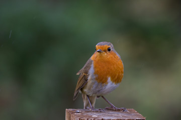 European robin -Erithacus rubecula