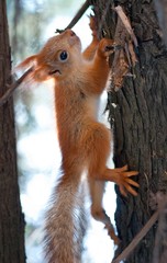 squirrel on tree
