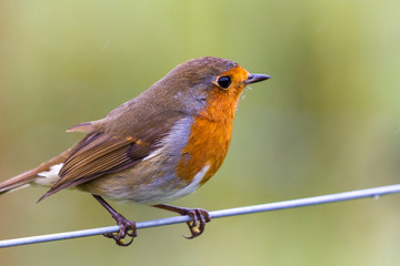European robin -Erithacus rubecula