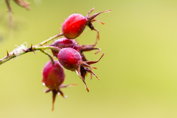 Rose hips in the highlands