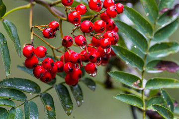 Rose hips in the highlands