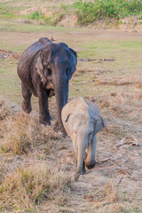 Elephants in Kaziranga National Park, Assam state, India