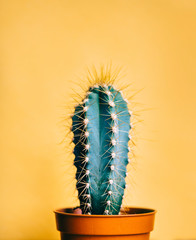 Green cactus in decor pot over bright orange pastel background. Colorful yellow summer trendy...