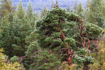 Trees in the Highlands