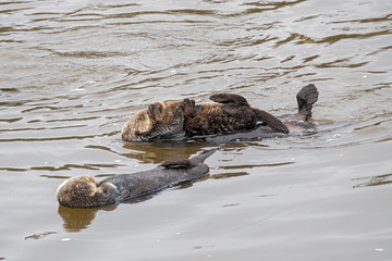 Southern Sea Otter mother and baby.