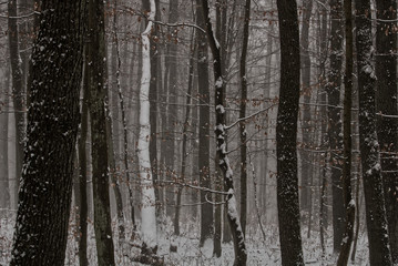 Obraz premium Winter Wald