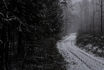 Winter Wald
