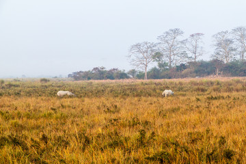 Indian rhinoceros (Rhinoceros unicornis) in Kaziranga national park, India