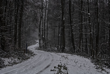 Obraz premium Winter Wald