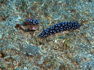 The amazing and mysterious underwater world of Indonesia, North Sulawesi, Manado, sea slug