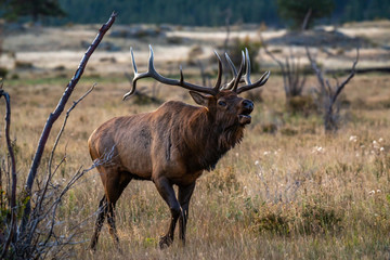 A Large Bull Elk During the Fall Rut