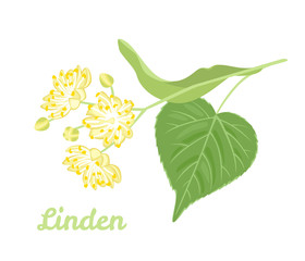Blooming linden with green leaf isolated on white background. Vector illustration of Tilia flowers in cartoon simple flat style. Medical plant. Healthy herb.