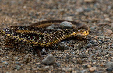 Angry Garter Snake in Maine