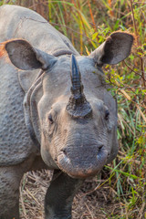 Obraz premium Indian rhinoceros (Rhinoceros unicornis) in Kaziranga national park, India