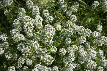 Thickets of Blooming white Alissum (Lobularia ) in the summer flower bed.