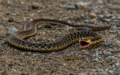Angry Garter Snake in Maine