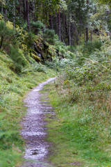 Path tru the Highlands