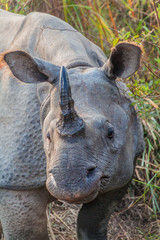 Fototapeta premium Indian rhinoceros (Rhinoceros unicornis) in Kaziranga national park, India