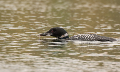 Common Loon Swimming in a Lake