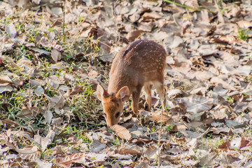 Deer fawn in Kaziranga National Park, Assam state, India