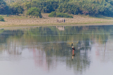 Black-necked stork (Ephippiorhynchus asiaticus) in Kaziranga National Park, Assam state, India. Rhinoceros in the background.