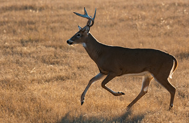 A Beautiful White-tailed Deer Buck on the Plains