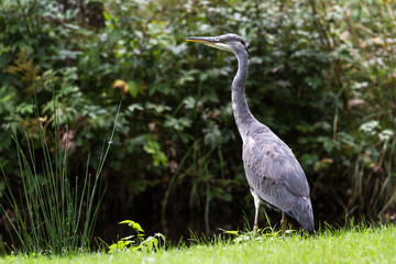 Great Blue Heron in the Scottish highlands
