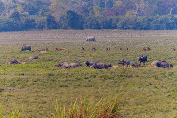 Deer, buffaloes and rhinoceroses in Kaziranga National Park, Assam state, India