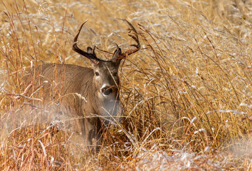 A Beautiful White-tailed Deer Buck on the Plains