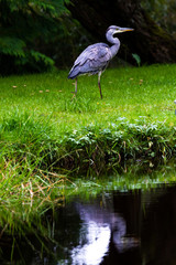 Blue heron in the highlands