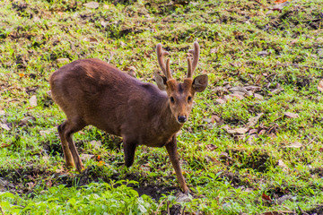 Naklejka na ściany i meble Deer in Kaziranga National Park, Assam state, India