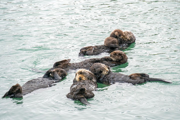 Fototapeta premium Southern Sea Otter mother and baby.