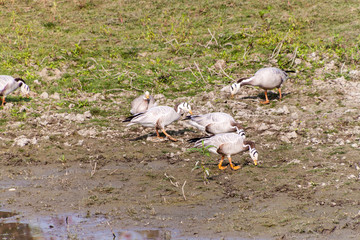 Obraz premium Bar-headed goose (Anser indicus) in Kaziranga National Park, Assam state, India