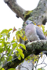 Pigeon in the Highlands