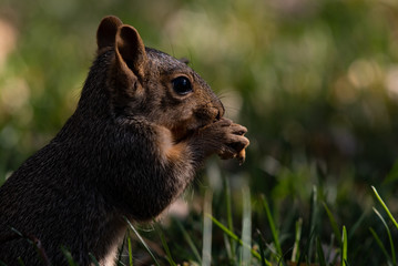 A Fox Squirrel in a Suburban Yard