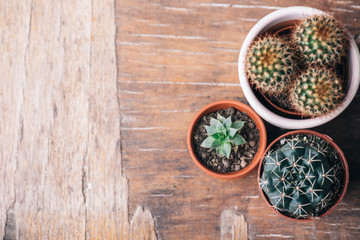 Various cactus and succulent plant in clay pot and gardening tool on vintage wooden background from...