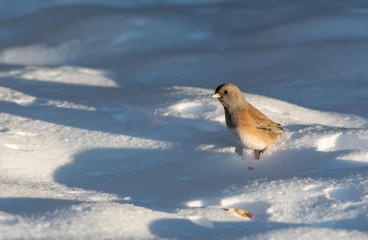 Dark-eyed Junco Feeding in the Snow