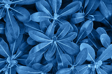 Tropical leaves background. Close up. Blue toned.