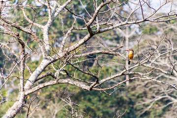Kingfisher in Kaziranga national park, India
