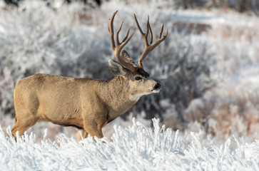 A Large Mule Deer Buck  in a Snowy Field