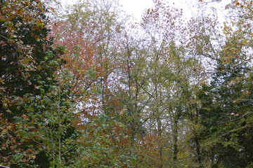 early November trees