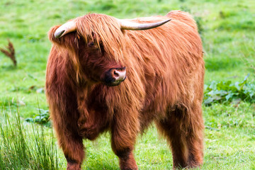 Highland bull in Scotland