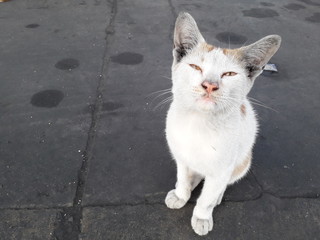 Fototapeta premium Cat White ear, orange eyes make funny face.