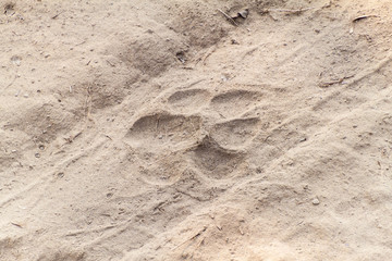 Tiger footprints in Kaziranga National Park, India
