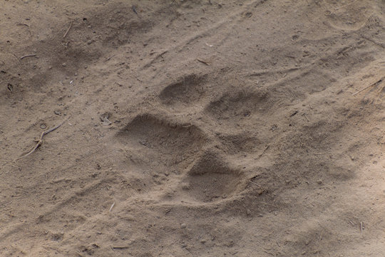 Tiger footprints in Kaziranga National Park, India